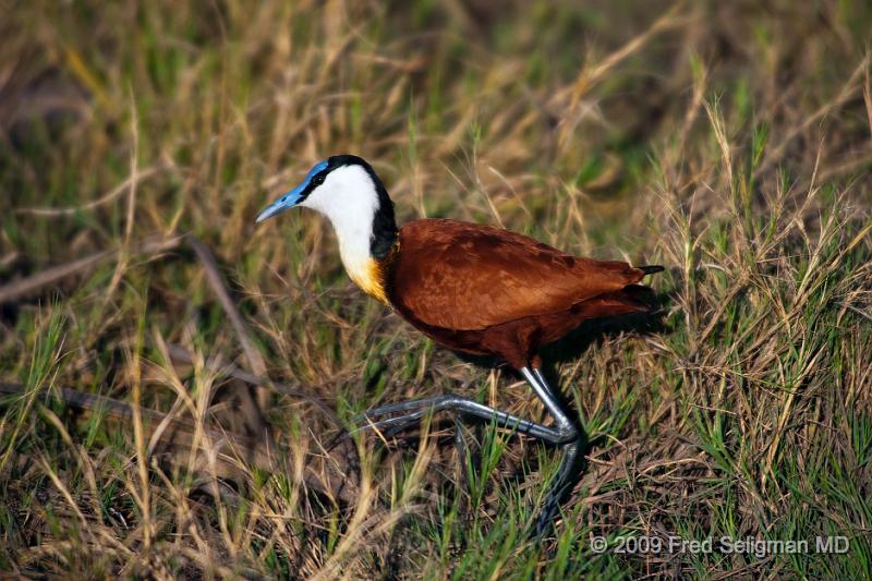 20090613_163454 D3 (1) X1.jpg - Please e-mail me if you know the names of any of these birds